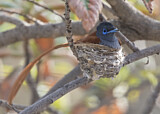 Image. African Paradise Flycatcher