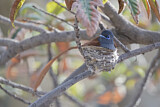 Image. African Paradise Flycatcher