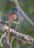 Image. African Paradise Flycatcher