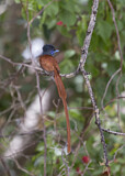 Image. African Paradise Flycatcher