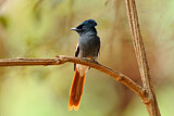 Image. African Paradise Flycatcher