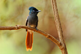 Image. African Paradise Flycatcher