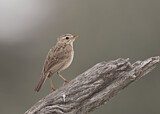 Image. African Pipit