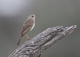 Image. African Pipit