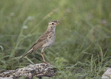 Image. African Pipit