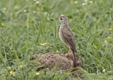 Image. African Pipit