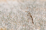 Image. African Pipit