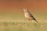 Image. African Pipit