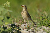 Image. African Pipit