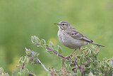 Image. African Pipit