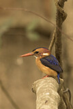 Image. African Pygmy Kingfisher