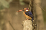 Image. African Pygmy Kingfisher