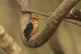 Image. African Pygmy Kingfisher