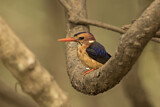 Image. African Pygmy Kingfisher