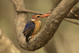 Image. African Pygmy Kingfisher