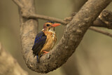 Image. African Pygmy Kingfisher