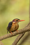 Image. African Pygmy Kingfisher