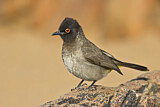 Image. African Red-eyed Bulbul 