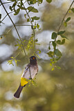 Image. African Red-eyed Bulbul 