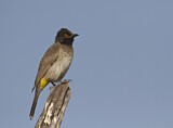 Image. African Red-eyed Bulbul 