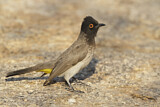 Image. African Red-eyed Bulbul 