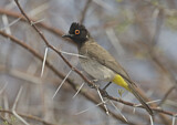 Image. African Red-eyed Bulbul 