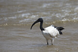 Image. African Sacred Ibis