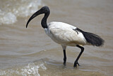 Image. African Sacred Ibis