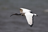 Image. African Sacred Ibis