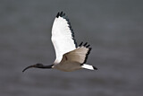 Image. African Sacred Ibis