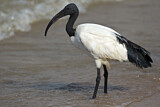 Image. African Sacred Ibis