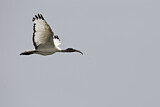 Image. African Sacred Ibis
