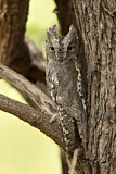 Image. African Scops Owl