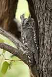 Image. African Scops Owl