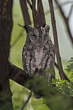 Image. African Scops Owl