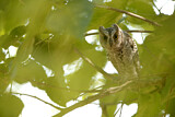 Image. African Scops Owl