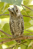 Image. African Scops Owl