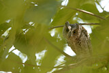 Image. African Scops Owl