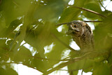 Image. African Scops Owl