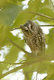 Image. African Scops Owl