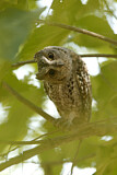 Image. African Scops Owl