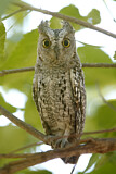 Image. African Scops Owl
