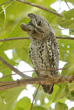 Image. African Scops Owl