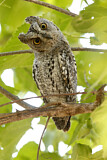 Image. African Scops Owl