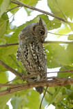 Image. African Scops Owl