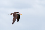 Image. African Skimmer