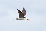 Image. African Skimmer
