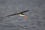 Image. African Skimmer