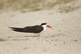 Image. African Skimmer