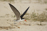 Image. African Skimmer